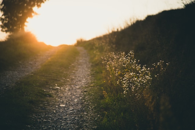 francesco gallarotti rl6sovctpo4 unsplash